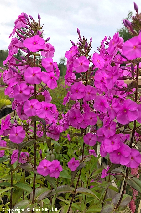 Phlox maculata 'Alpha', tplleimu